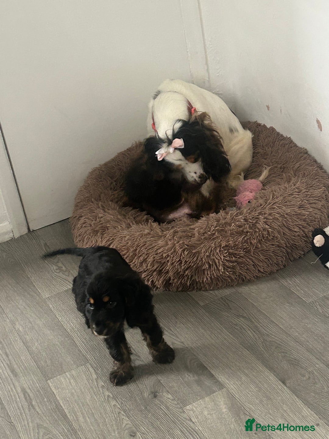 Cocker Spaniel dogs for sale: One adorable girl left  - Advert 1
