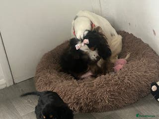 Cocker Spaniel dogs One adorable girl left - Advert 7