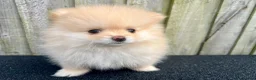 Pomeranian dogs for sale: Adorable, KC Registered Pomeranian Puppies in Colchester - Advert 31