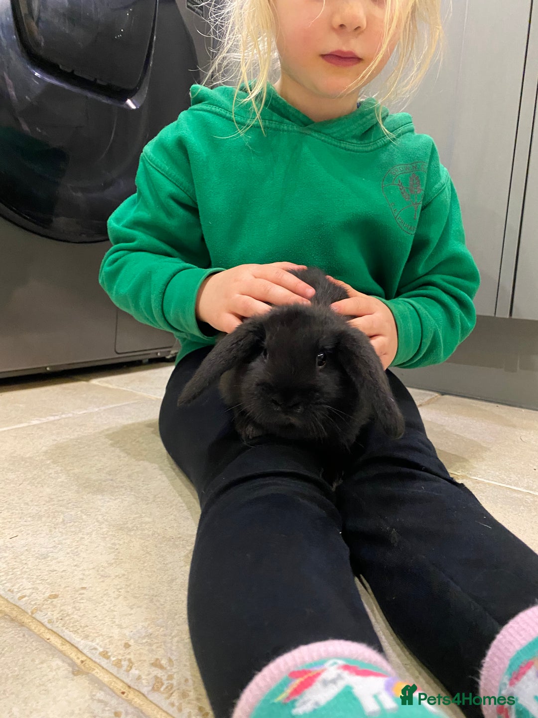 Mini Lop rabbits for sale: Mini lop bunnies - Advert 1