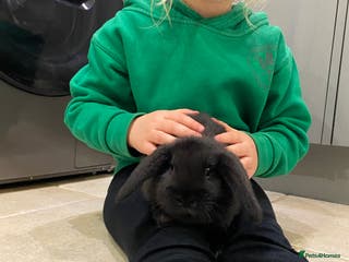 Mini Lop rabbits Mini lop bunnies - Advert 2