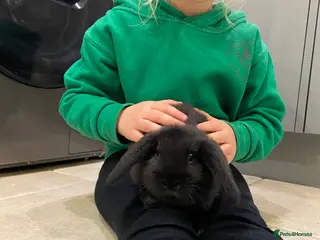 Mini Lop rabbits Mini lop bunnies - Advert 1