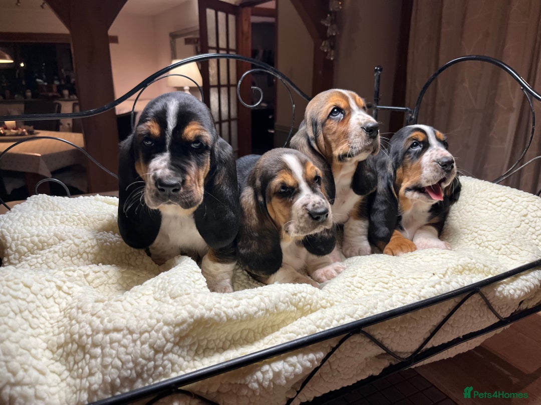 Basset Hound dogs for sale: Basset Hound puppies for sale - Advert 1