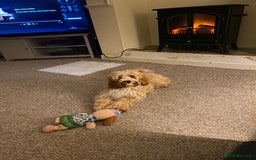 Mixed Breed dogs for sale: Cavapoo X Shihpoo puppies for sale - Image 19