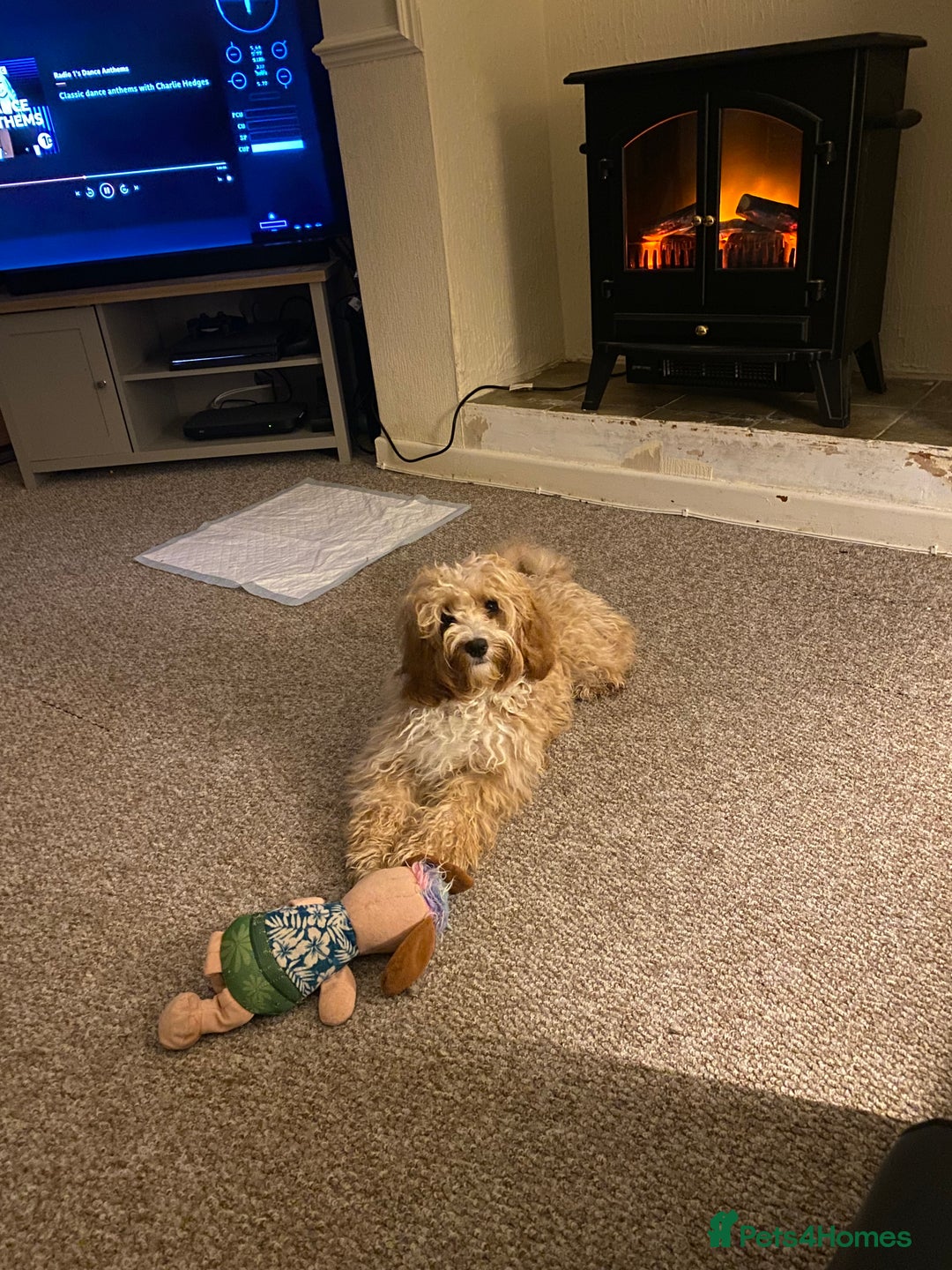 Mixed Breed dogs for sale: Cavapoo X Shihpoo puppies for sale - Image 19