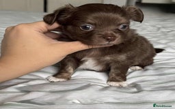Chihuahua dogs for sale: Longhair chihuahua boys, Longhair Chocolate Girl - Image 5