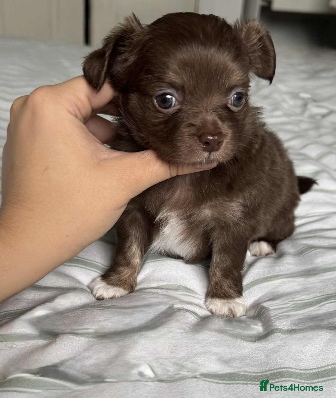Chihuahua dogs for sale: Longhair chihuahua boys, Longhair Chocolate Girl - Image 5