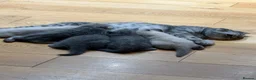 Scottish Fold cats for sale: Scottish Fold girl and British Shorthair boy - Advert 10
