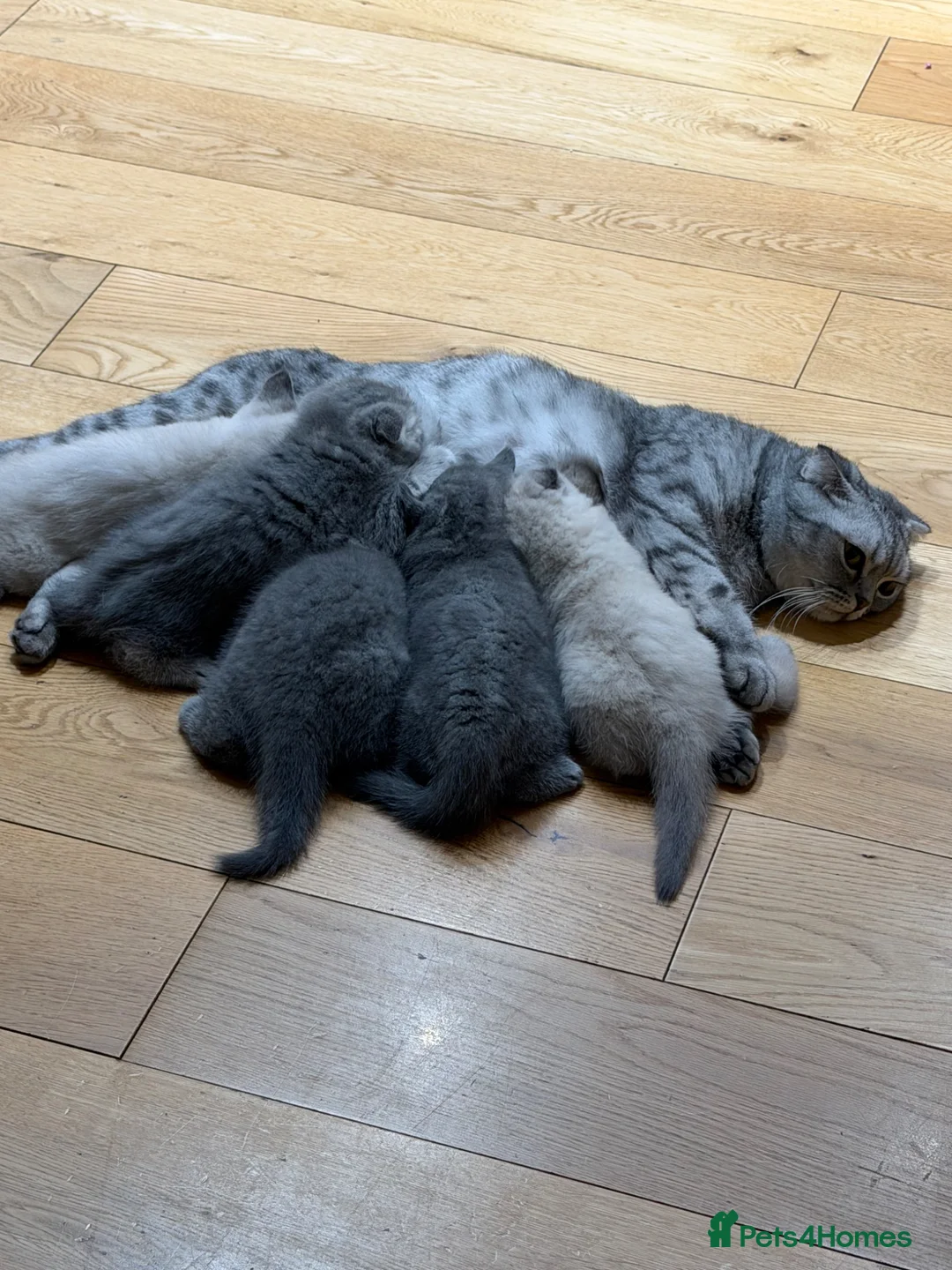 Scottish Fold cats for sale: Scottish Fold girl and British Shorthair boy - Advert 10