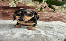 Dachshund dogs for sale: Tiny dachshund ready now! - Image 7