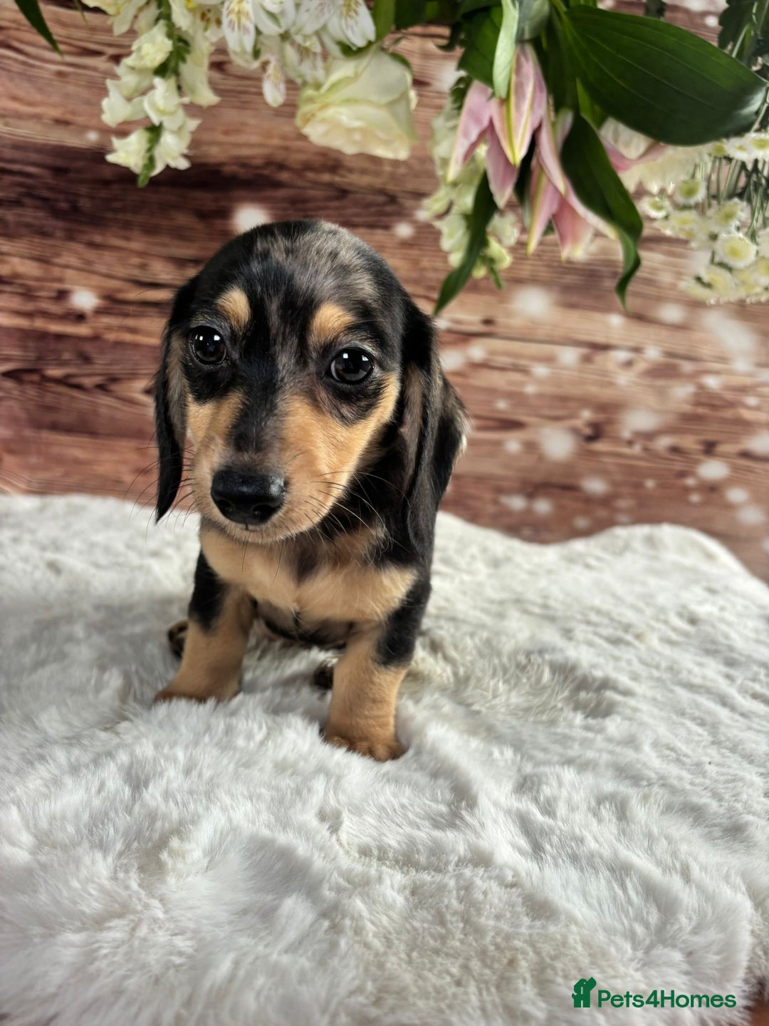 Dachshund dogs for sale: Tiny dachshund ready now! - Image 7