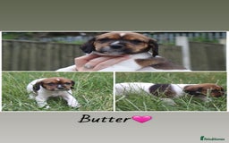 Mixed Breed dogs for sale: English Springer Spaniel Cross  - Image 6