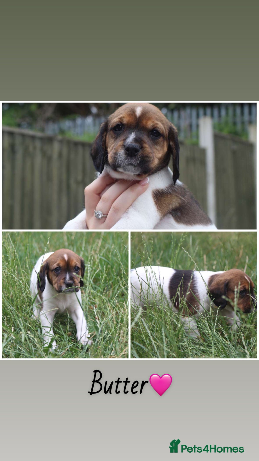 Mixed Breed dogs for sale: English Springer Spaniel Cross  - Image 6