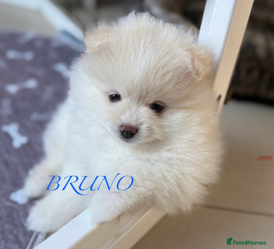 Pomeranian dogs for sale: Pomeranian Pups - Ready for new homes 💕 - Advert 33