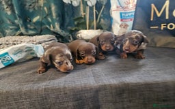 Dachshund dogs for sale: Dachshund  - Image 12