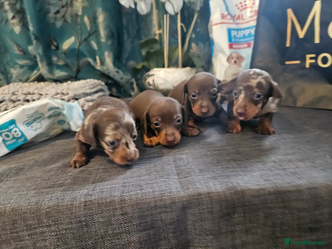 Dachshund dogs for sale: Dachshund  - Image 12