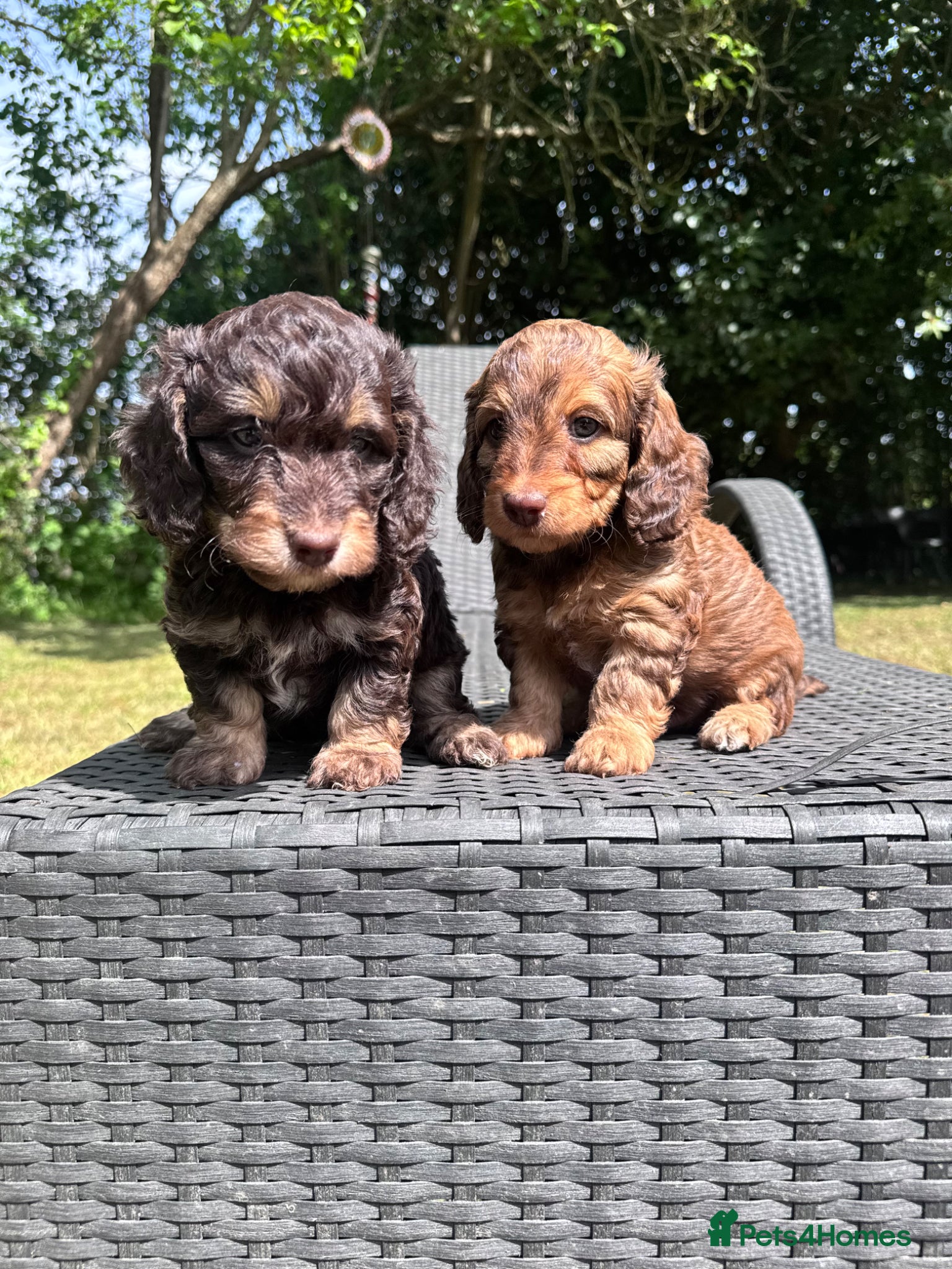 Doxiepoo dogs Daxipoo’s miniature Dachshund x toy poodle - Advert 1