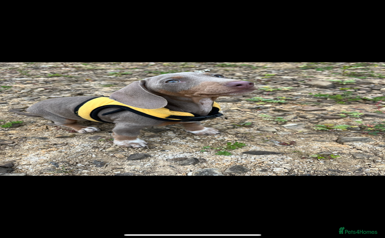 Dachshund dogs - Advert 16
