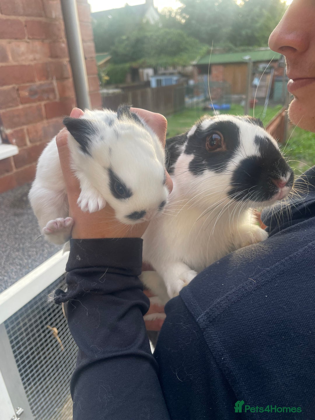 English Spot rabbits for sale: 2 Female English Spot x Lop Rabbits  - Image 10