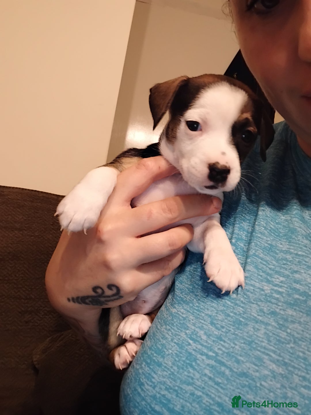 Mixed Breed dogs for sale: Stunning litter of 8 - Image 31