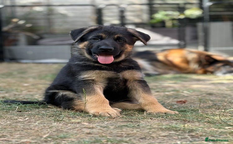 German Shepherd dogs - Advert 1