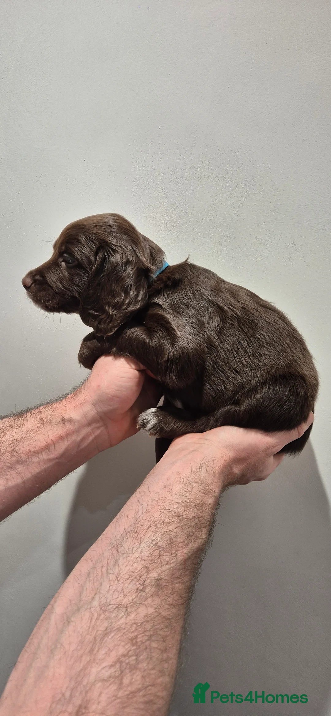 Sprocker dogs for sale: Sprocker Puppies  - Advert 9