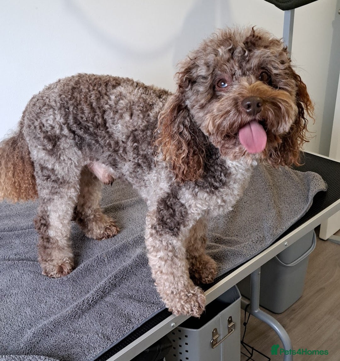 Toy Poodle dogs Cockapoo stud chocolate merle  - Advert 12