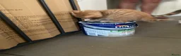 Mixed Breed cats for sale: Beautiful characterful kittens for sale. - Advert 5
