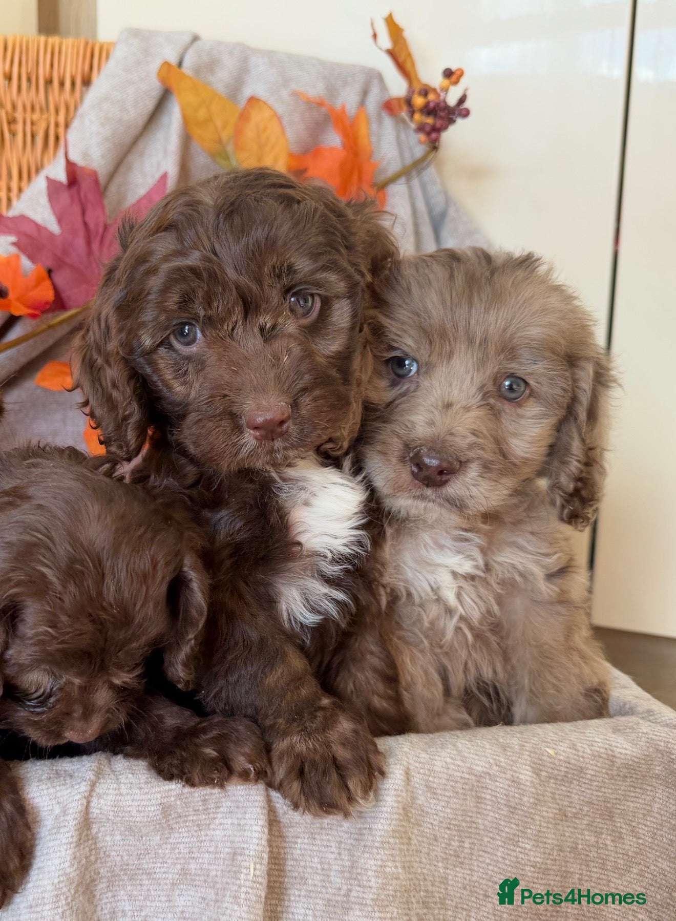 Cockapoo dogs Cockapoo puppies - Advert 9