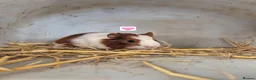 Guinea Pig rodents for sale: Guinea Pigs 👀🏡 - Advert 13