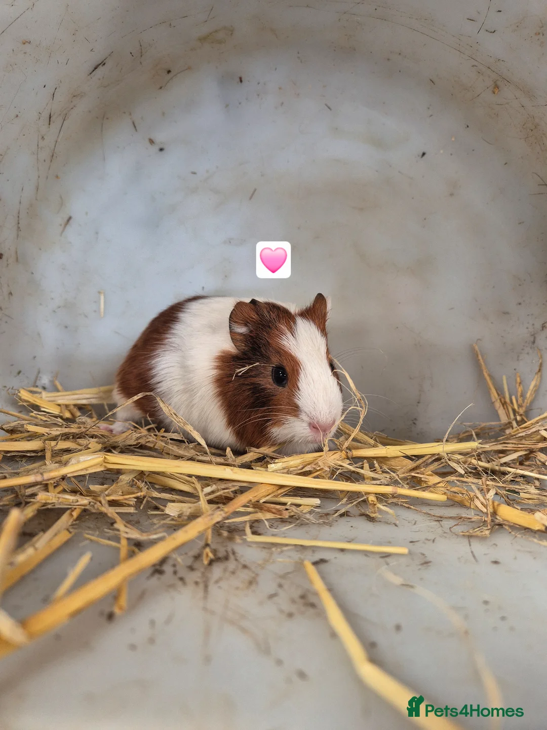 Guinea Pig rodents for sale: Guinea Pigs 👀🏡 - Advert 13