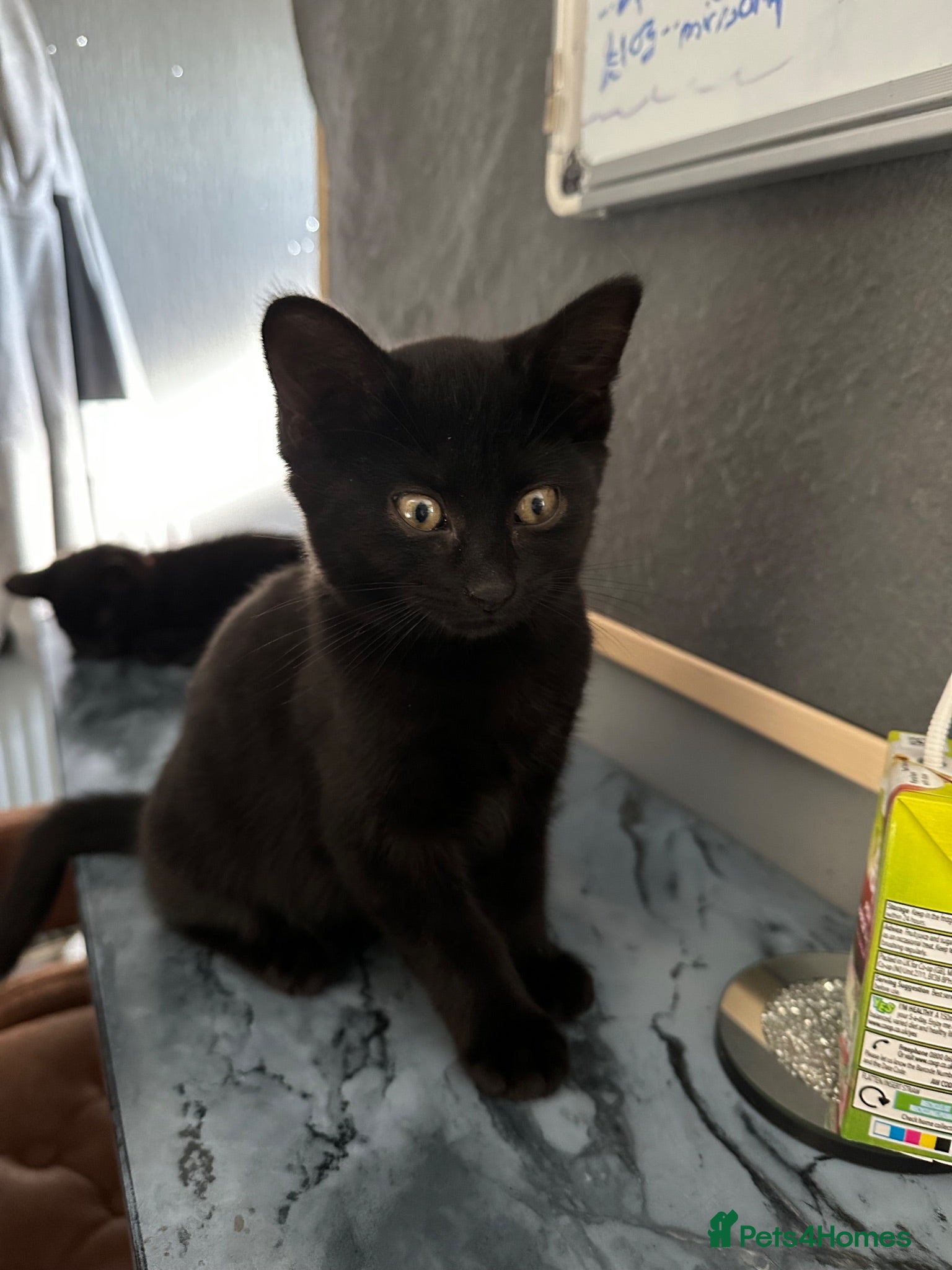 Bombay cats Bombay x BLH fluffy kittens 🐈‍⬛  - Advert 2