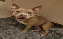 Mixed Breed dogs for sale: Pocket Bully x Labrador (Pocket Bullador) Puppies - Image 2