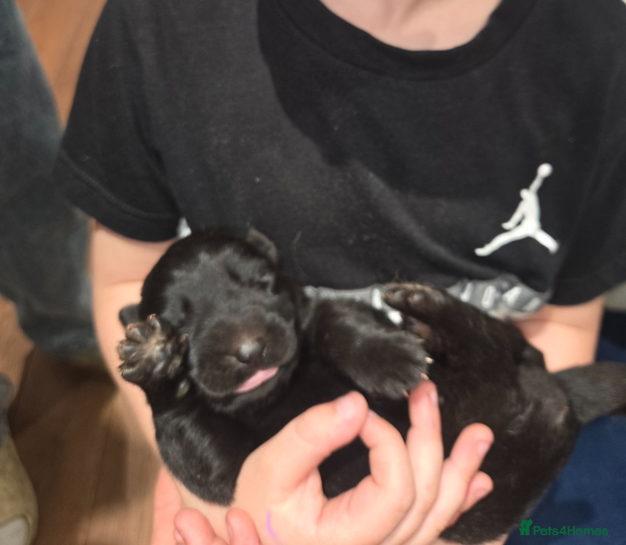 German Shepherd dogs TOP QUALITY KC REG GSD PUPS  - Advert 1