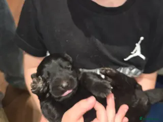 German Shepherd dogs TOP QUALITY KC REG GSD PUPS - Advert 1