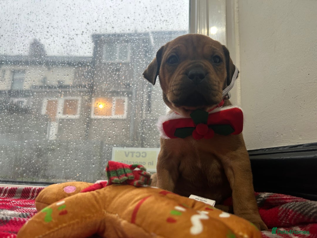 Mixed Breed dogs for sale: A beautiful litter of Rottweiler/staff/mastiffs - Advert 38