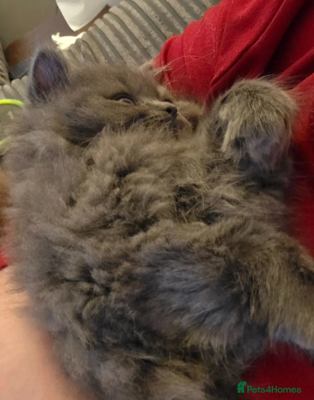 Scottish Fold cats for sale: Beautiful Blue Scottish Straight kitten - Advert 9