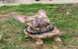 French Bulldog dogs for sale: French bulldog for sale  - Image 2