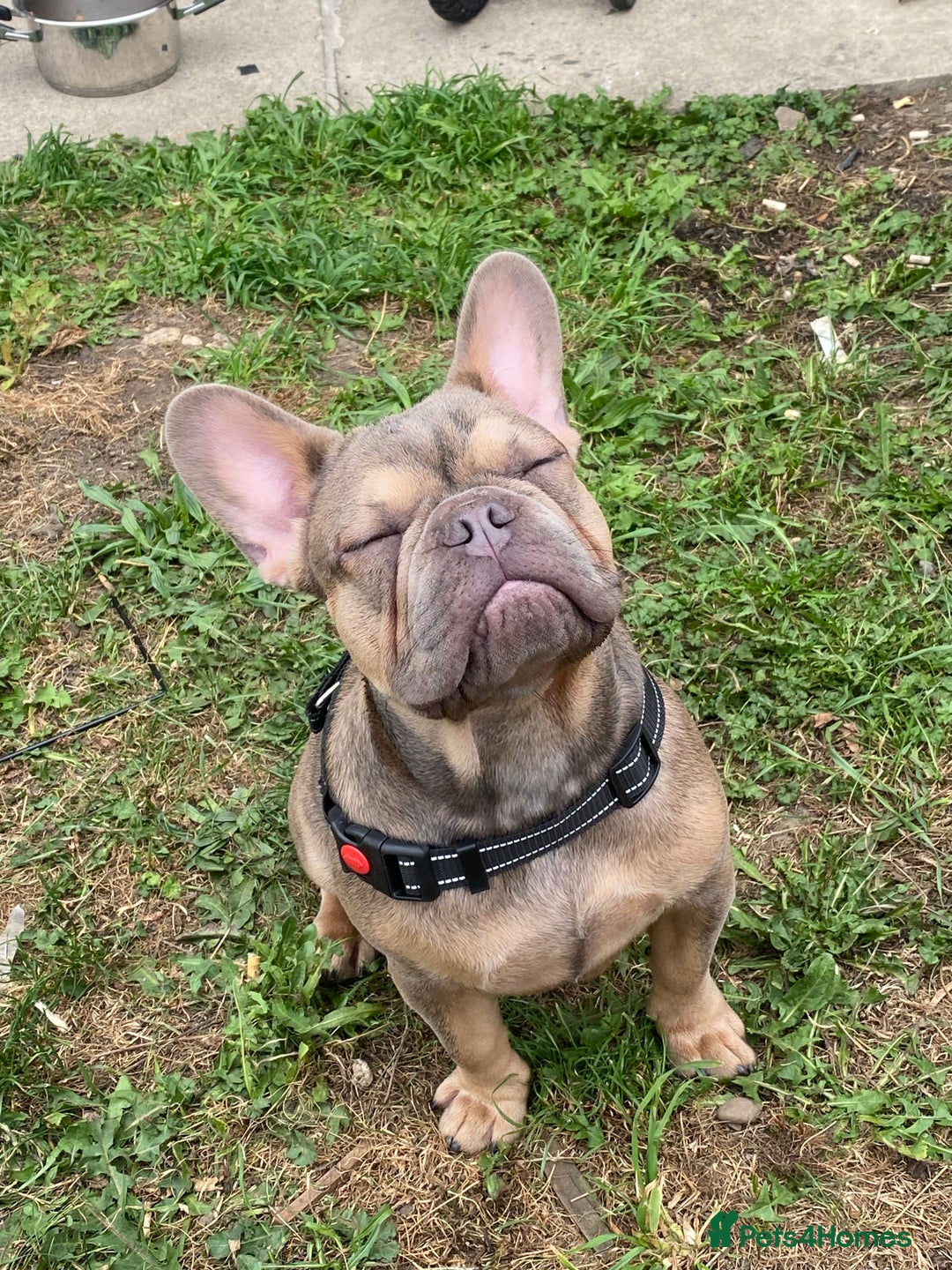 French Bulldog dogs for sale: French bulldog for sale  - Image 2