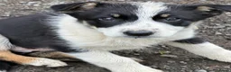 Border Collie dogs for sale: Border collie bitch - Advert 4