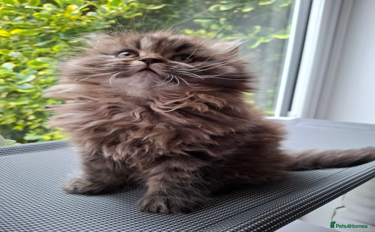 Persian cats - Advert 1