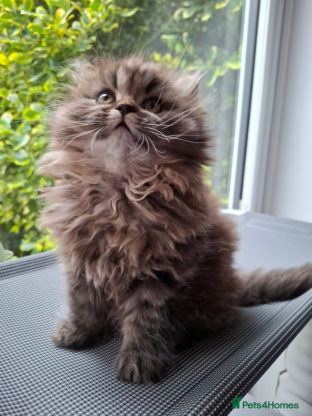 Persian cats for sale: DARK GOLDEN CHINCHILLA PERSIAN KITTEN - Image 1