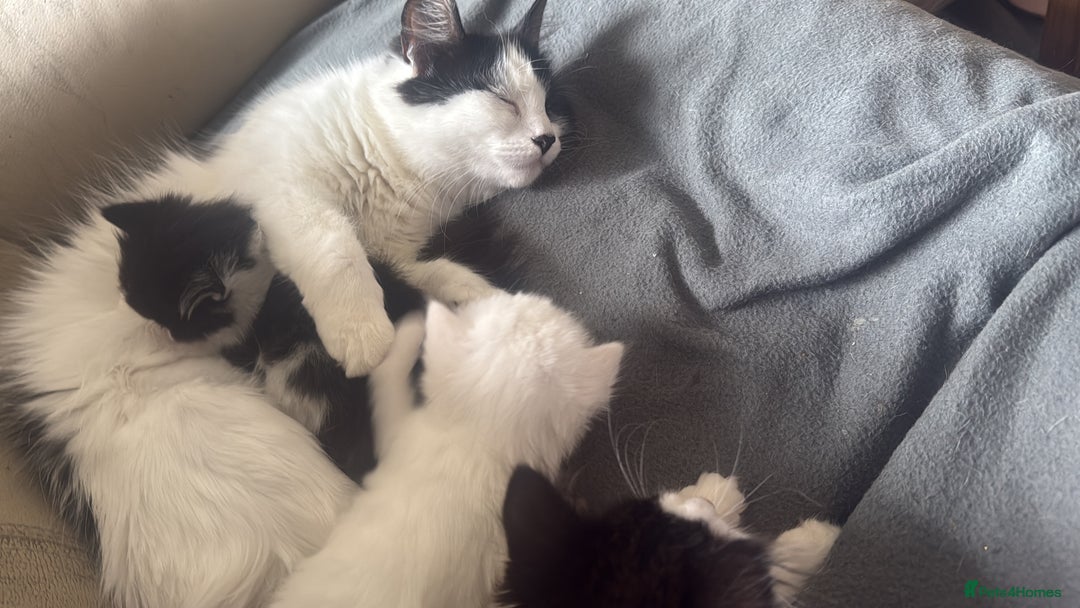 Mixed Breed cats for sale: Long haired fur balls  - Image 7