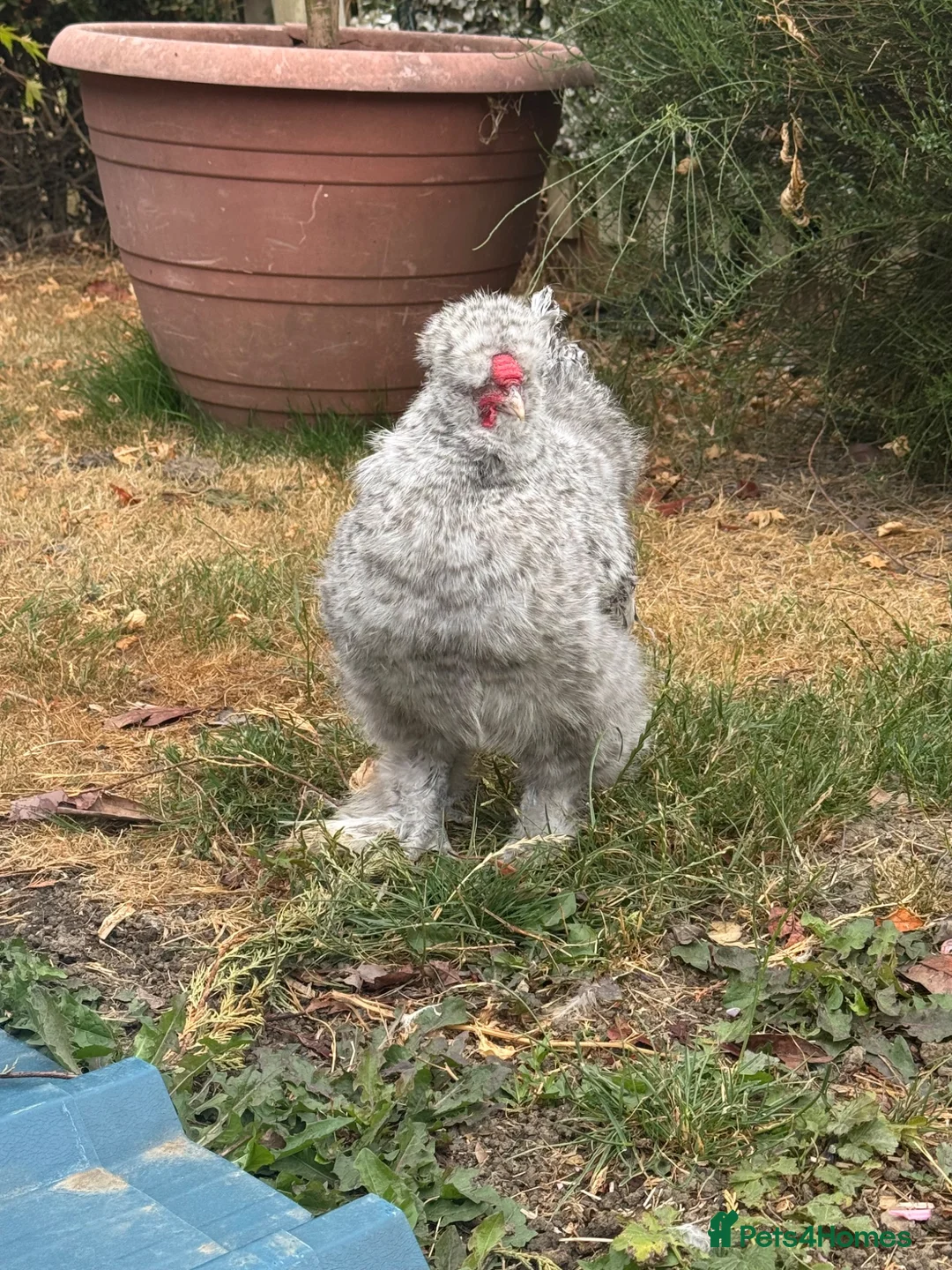 Chickens poultry for sale: Silky chicken male in Chesterfield - Advert 1