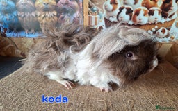 Guinea Pig rodents for sale: Lunkarya guinea pigs in Mablethorpe - Image 5