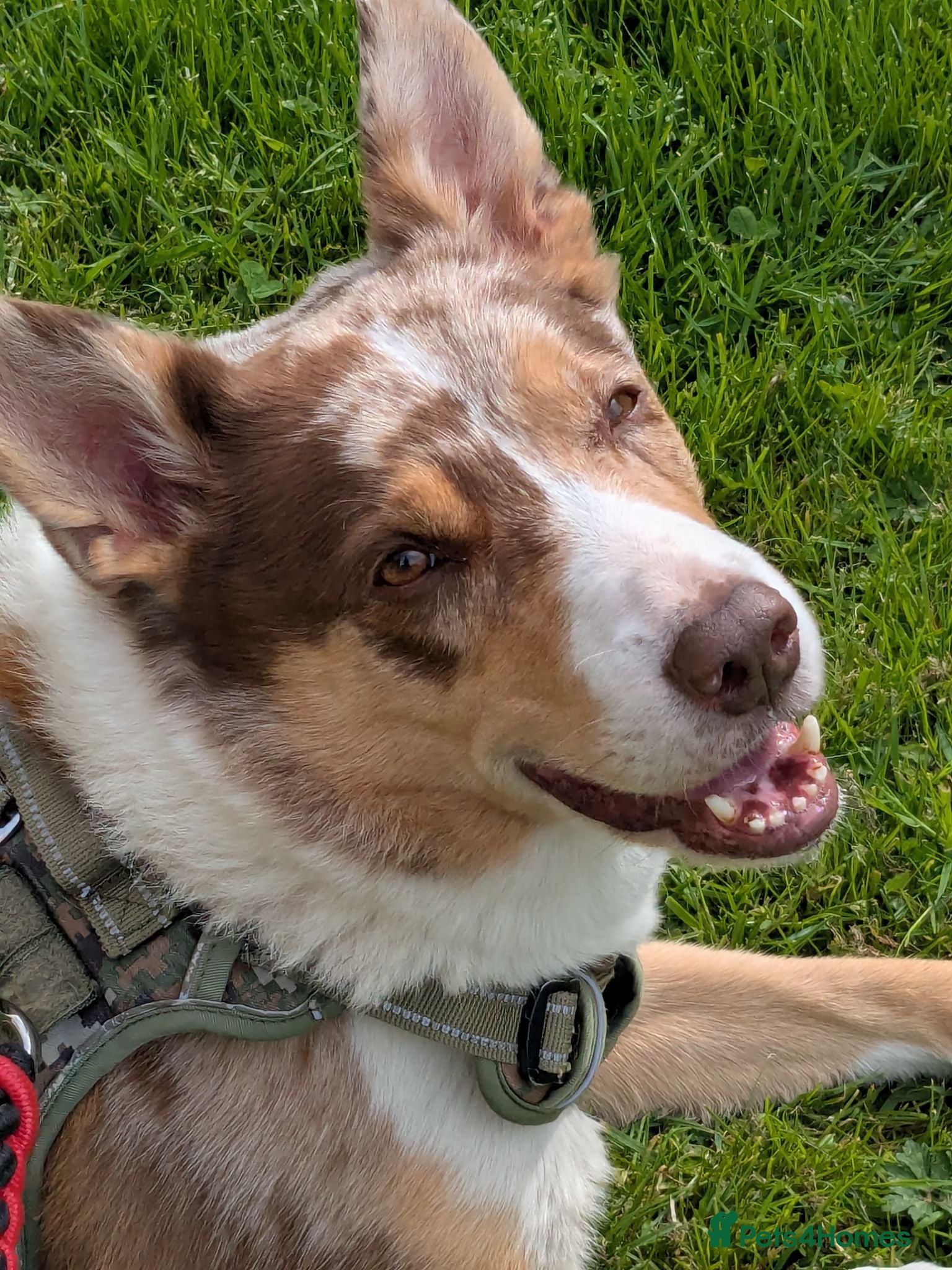 Border Collie dogs Max whyte - Advert 1