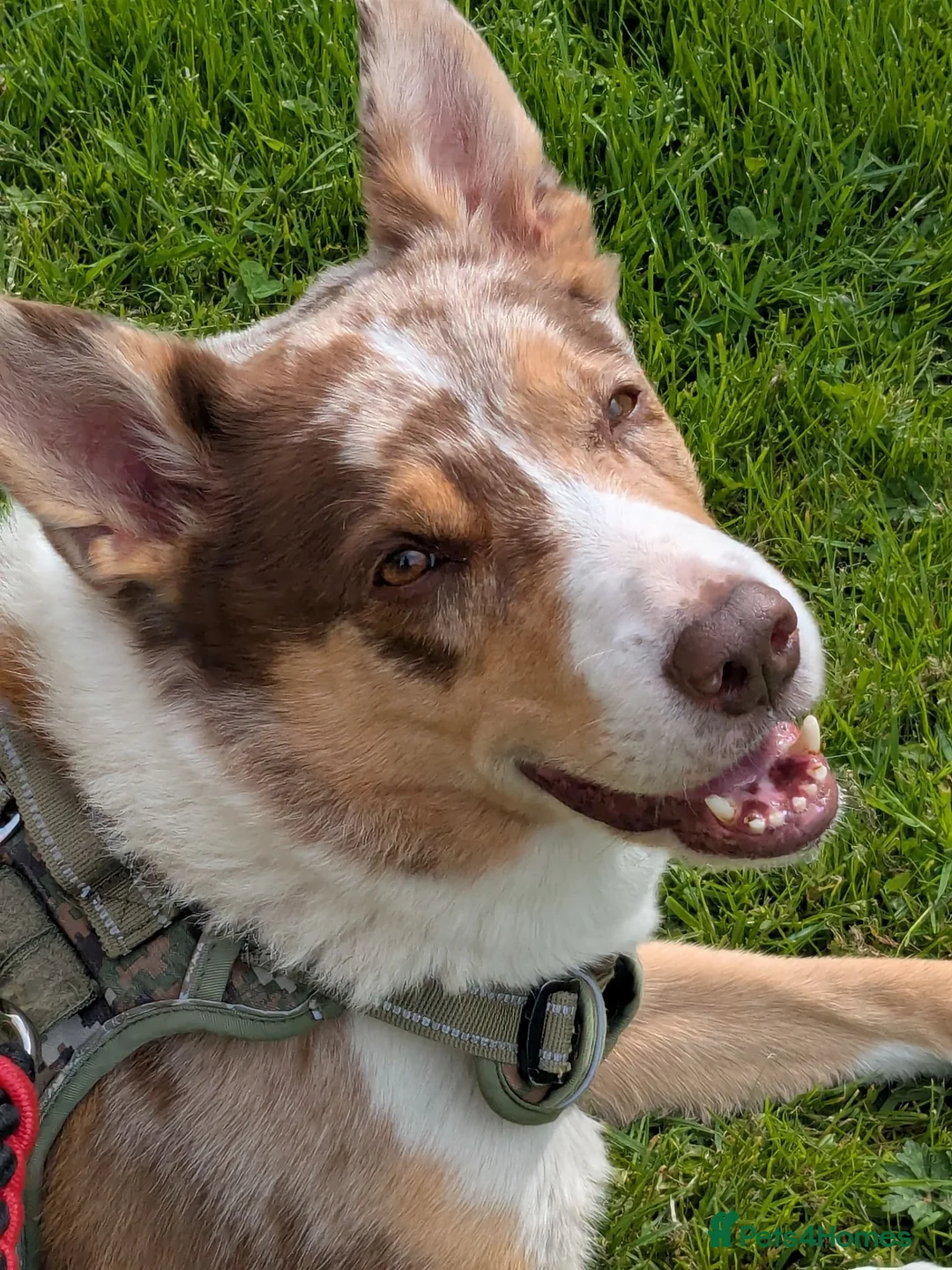 Border Collie dogs for stud: Max whyte - Advert 1