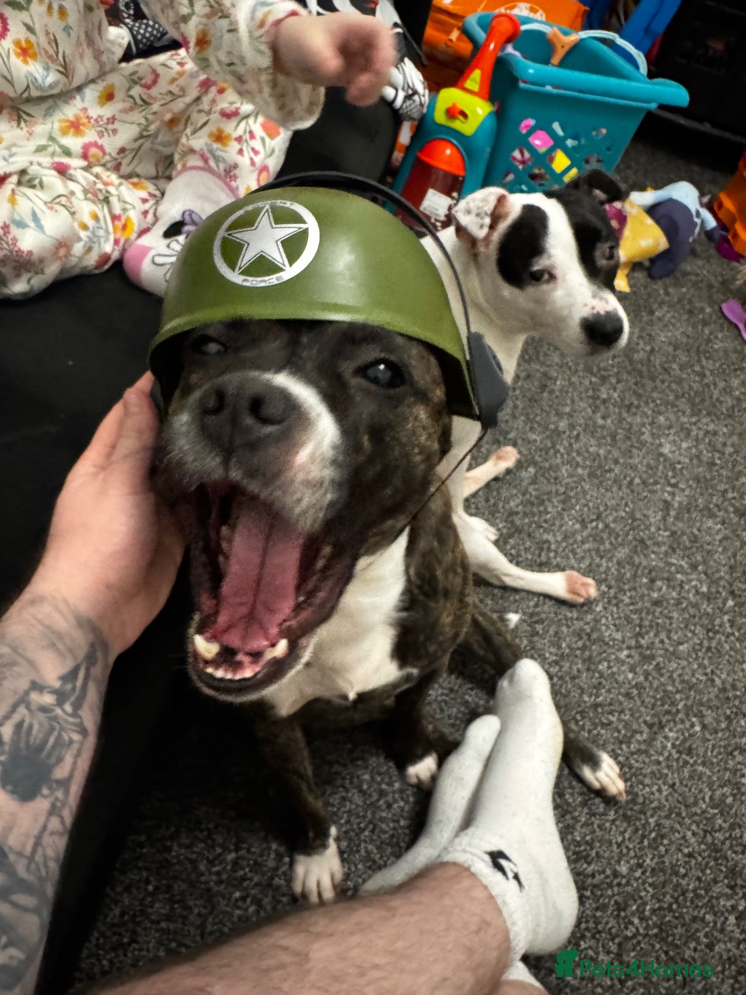 Staffordshire Bull Terrier dogs Daisy and Burrito - Lovely staffies - Advert 7