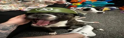 Staffordshire Bull Terrier dogs for sale: Daisy and Burrito - Lovely staffies - Advert 1