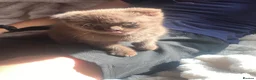 Scottish Fold cats for sale: Scottish fold kittens - Advert 9